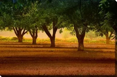 Постер Деревья (The trees)