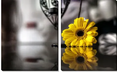 Модульная картина Гербера (Gerbera)