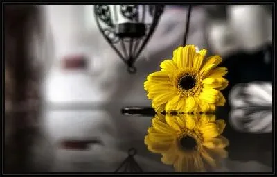 Гербера (Gerbera)