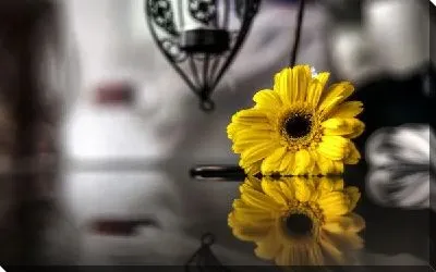 Гербера (Gerbera)