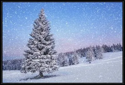 Зимняя ель (Winter fir)