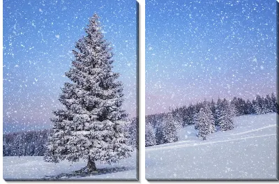 Зимняя ель (Winter fir)