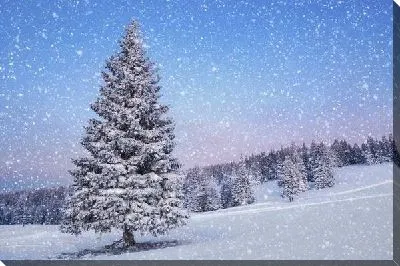 Зимняя ель (Winter fir)