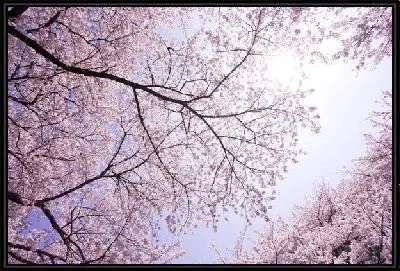 Картина Цветущая сакура (Cherry blossoms)