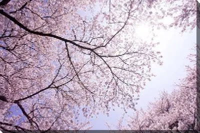 Постер Цветущая сакура (Cherry blossoms)