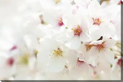 Постер Сакура (Sakura) №8