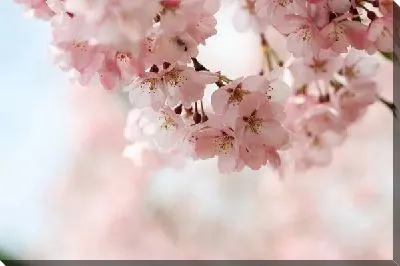 Постер Сакура (Sakura) №9