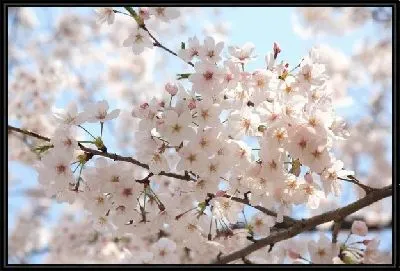 Картина Сакура (Sakura) №10