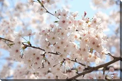 Постер Сакура (Sakura) №10