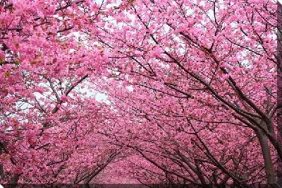 Постер Аллея сакуры (Cherry alley)