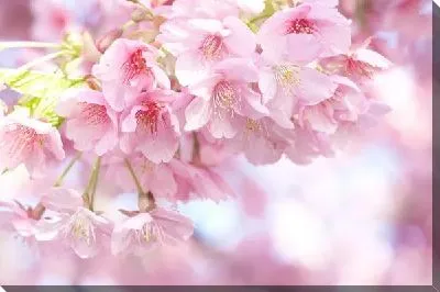 Постер Сакура (Sakura) №11