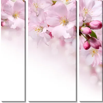 Модульная картина Сакура (Sakura) №12