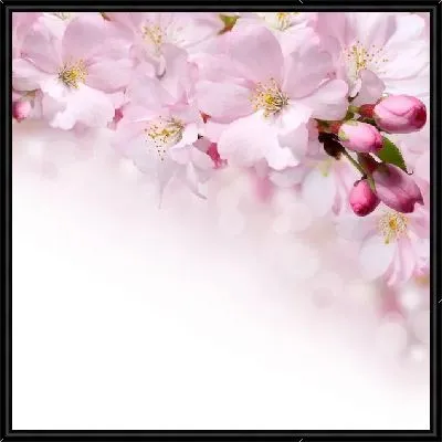 Картина Сакура (Sakura) №12