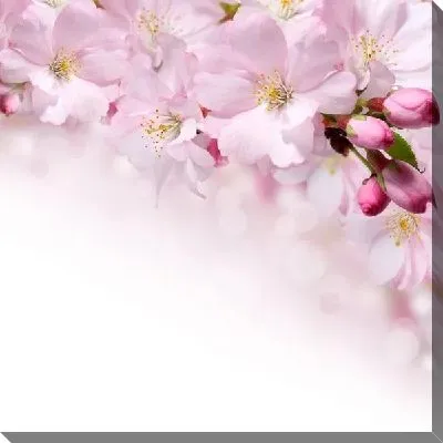 Постер Сакура (Sakura) №12