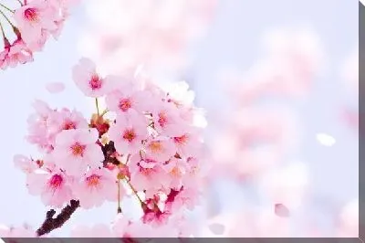 Постер Сакура (Sakura) №13