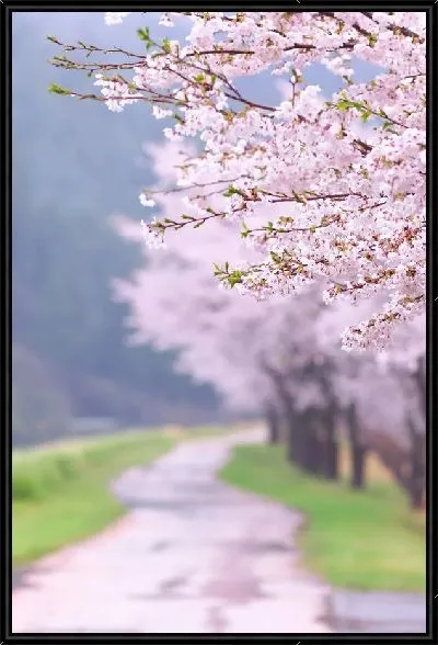 Картина Аллея сакуры (Cherry alley) №3