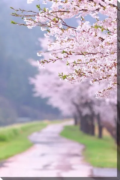 Постер Аллея сакуры (Cherry alley) №3