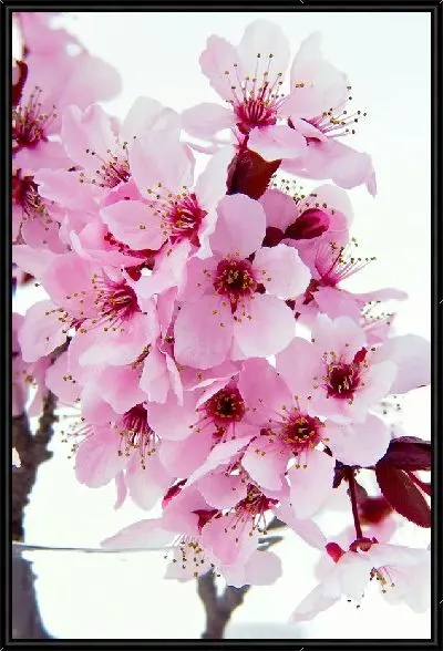 Картина Сакура (Sakura) №17