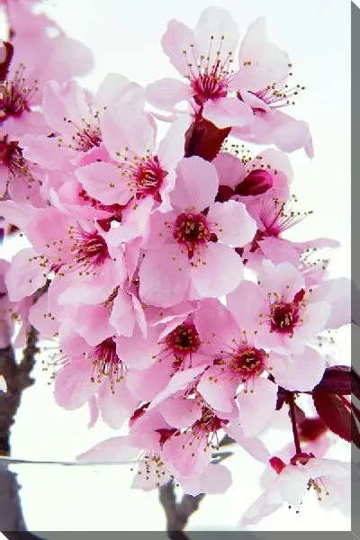 Постер Сакура (Sakura) №17