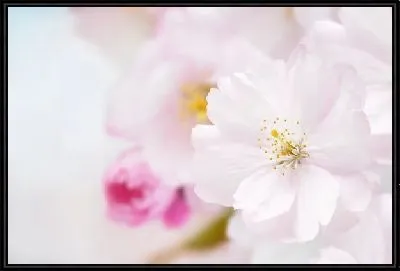 Картина Сакура (Sakura) №18