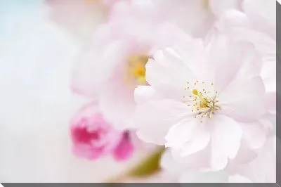 Постер Сакура (Sakura) №18