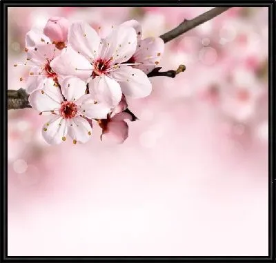 Картина Сакура (Sakura) №19