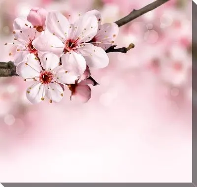 Постер Сакура (Sakura) №19