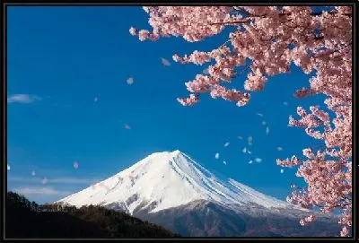 Цветение сакуры в горах (Cherry blossoms in the mountains)