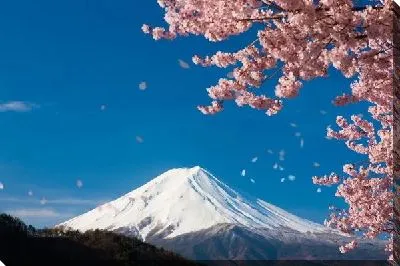 Цветение сакуры в горах (Cherry blossoms in the mountains)