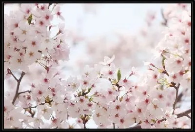 Картина Сакура (Sakura) №20