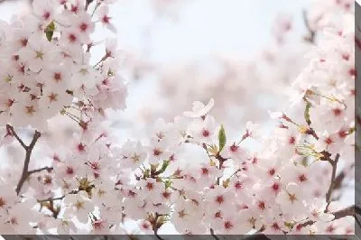 Постер Сакура (Sakura) №20