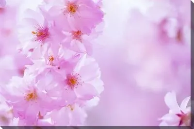 Постер Сакура (Sakura) №21
