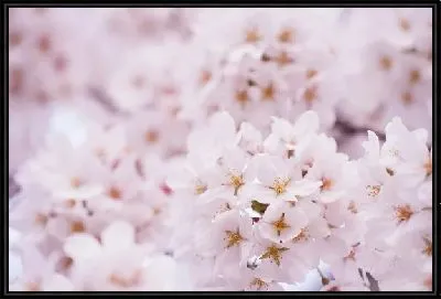 Картина Сакура (Sakura) №22