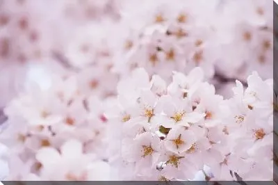 Постер Сакура (Sakura) №22