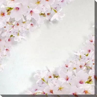 Постер Сакура (Sakura) №23