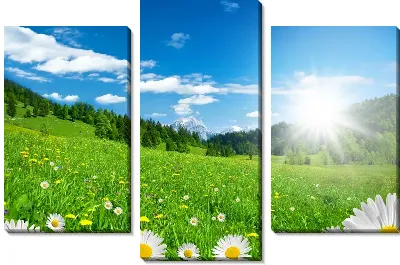 Модульная картина Поле с ромашками