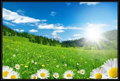 Поле с ромашками