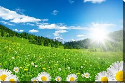 Поле с ромашками