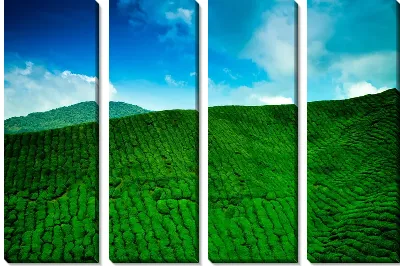 Модульная картина Чайная плантация