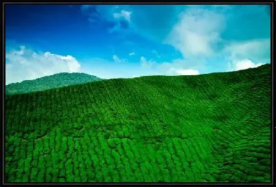 Картина Чайная плантация