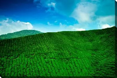 Постер Чайная плантация