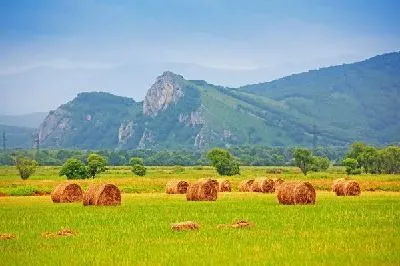 Плакат Сенокос в полях