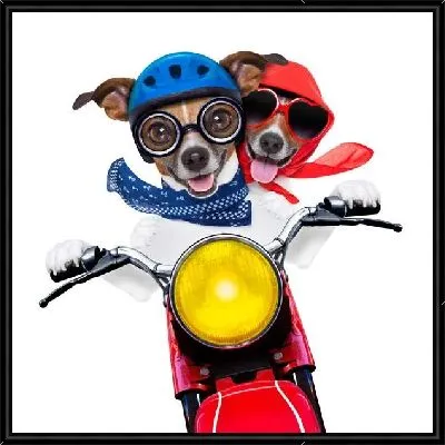 Джек Расселы на мотоцикле