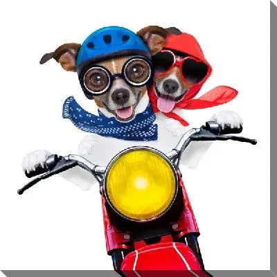 Джек Расселы на мотоцикле