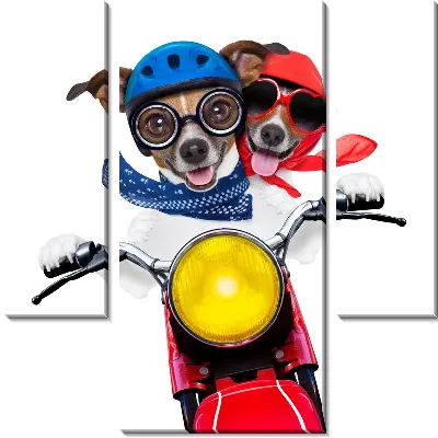 Джек Расселы на мотоцикле