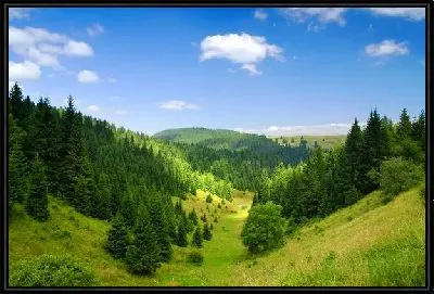 Картина Лес на фоне неба