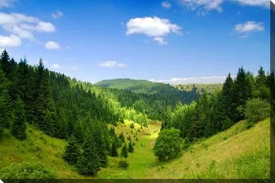 Постер Лес на фоне неба