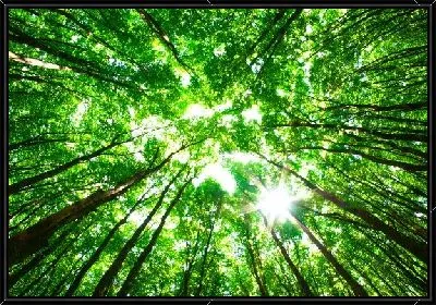 Картина Лес №25