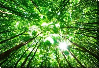 Постер Лес №25