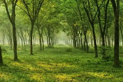 Плакат Лес №26